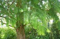 Metasekvoje čínská (Metasequoia glyptostroboides)