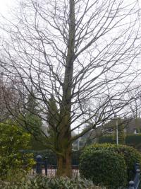 Metasekvoje čínská (Metasequoia glyptostroboides)