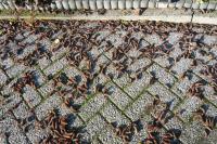 Cedr atlaský - samčí jehnědy (Cedrus atlantica)