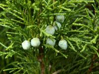 Jalovec (Juniperus)