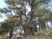 Libanonský cedr (Cedrus libani)