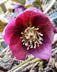 Čemeřice (Helleborus)