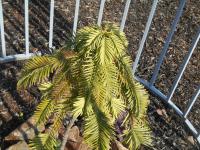 Wollemie vznešená (Wollemia nobilis)