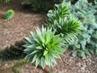 Blahočet chilský (Araucaria araucana)