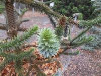Blahočet chilský (Araucaria araucana)
