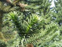Blahočet chilský (Araucaria araucana)