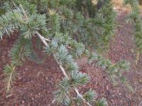 Cedr atlaský (Cedrus atlantica)