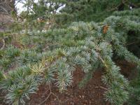 Cedr atlaský (Cedrus atlantica)