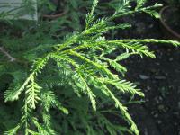 Sekvoje vždyzelená (Sequoia sempervirens)
