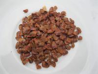 Sekvoje vždyzelená (Sequoia sempervirens)