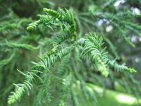 Kryptomerie japonská (Cryptomeria japonica)