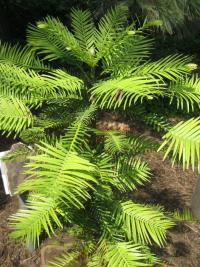 Wollemie vznešená (Wollemia nobilis)