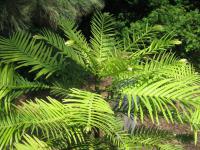 Wollemie vznešená (Wollemia nobilis)