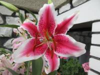 Lilie 'Starfighter' - Orientální hybridy (Lilium)