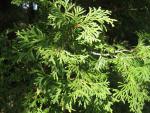 Zerav západní (Thuja occidentalis)