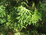Zerav západní (Thuja occidentalis)