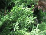 Jalovec chvojka 'Tamariscifolia' (Juniperus sabina)