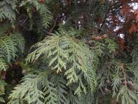 Zerav obrovský (Thuja plicata)