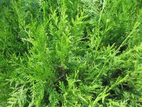 Zerav obrovský (Thuja plicata)