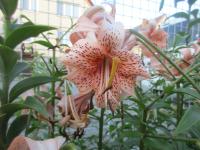 Lilie 'Tiger Babies' - AT hybridy (Lilium)
