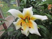Lilie 'Mister Cas' - OT hybridy (Lilium)