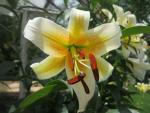 Lilie 'Mister Cas' - OT hybridy (Lilium)