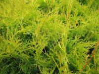 Zerav západní 'Yellow Ribbon' (Thuja occidentalis)