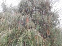 Zerav západní 'Filiformis' (Thuja occidentalis)