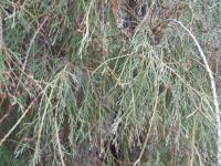 Zerav západní 'Filiformis' (Thuja occidentalis)