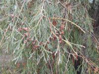 Zerav západní 'Filiformis' (Thuja occidentalis)