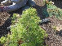 Pajehličník přeslenatý (Sciadopitys verticillata)