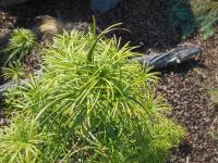 Pajehličník přeslenatý (Sciadopitys verticillata)