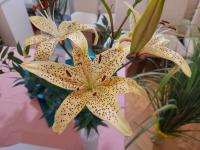 Lilie 'I Dangu' - Asijské hybridy vysoké (Lilium)