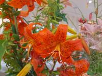Lilie 'Nutcracker' - Asijské hybridy vysoké (Lilium)