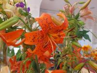 Lilie 'Nutcracker' - Asijské hybridy vysoké (Lilium)