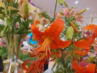 Lilie 'Nutcracker' - Asijské hybridy vysoké (Lilium)