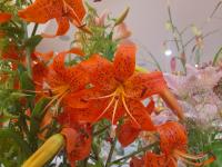 Lilie 'Nutcracker' - Asijské hybridy vysoké (Lilium)