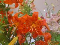 Lilie 'Nutcracker' - Asijské hybridy vysoké (Lilium)
