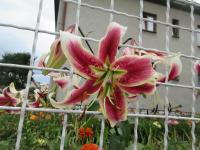 Lilie 'Scheherazade' - OT hybridy (Lilium)