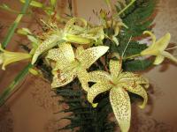 Lilie 'I Dangu' - Asijské hybridy vysoké (Lilium)