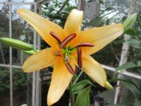 Lilie 'Gloriana' - OThybridy (Lilium)