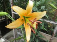 Lilie 'Gloriana' - OThybridy (Lilium)