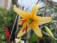 Lilie 'Gloriana' - OThybridy (Lilium)