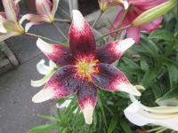 Lilie 'Netty's Pride' - Asijské hybridy vysoké (Lilium)