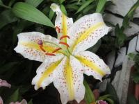 Lilie zlatavá 'Gold Band' (Lilium auratum)