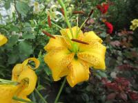 Lilie 'Balinka' - Aurelian hybridy (Lilium)