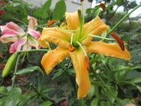 Lilie 'Tatra's Eagle' - Aurelian hybridy (Lilium)
