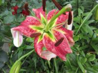 Lilie 'Dunyazade' - OT hybridy (Lilium)