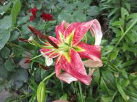 Lilie 'Dunyazade' - OT hybridy (Lilium)