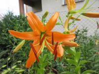 Lilie - semenáč (Lilium)